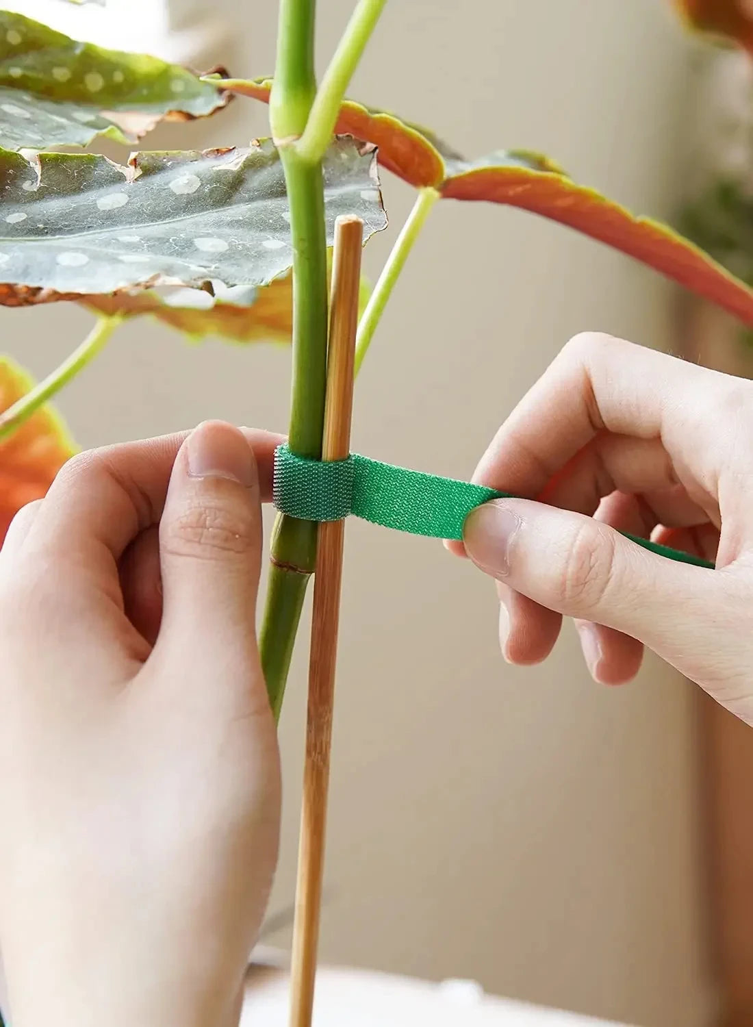 5M Nylon Plant Bandage Tie Reusable Plant Hook Loop Ties Green Fastener Tape Bamboo Cane Wrap Support Home Garden Accessories - ALPENZO